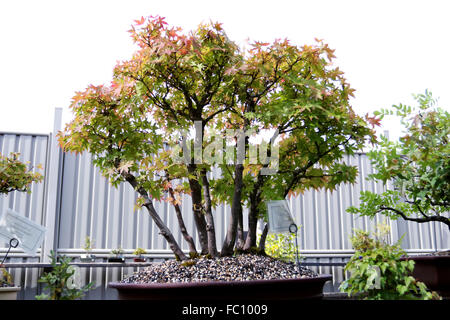 Japanischer Ahorn bonsai Stockfoto