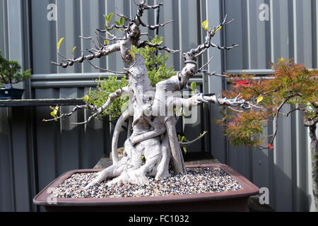 Ficus Microcarpa Retusa oder bekannt als Banyan-Feigen Stockfoto