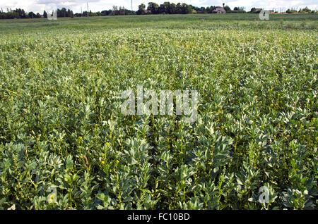 Landschaft mit junge grüne Bohnen Feld im ländlichen Bereich Stockfoto