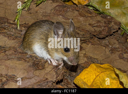 Europäische Waldmaus Apodemus sylvaticus Stockfoto