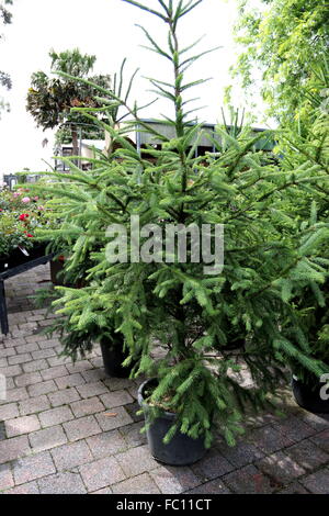 Araucaria Heterophylla oder bekannt als Norfolk Insel Kiefer Stockfoto