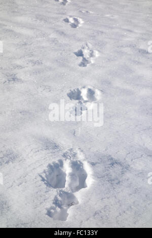 Kaninchen-trail Stockfoto