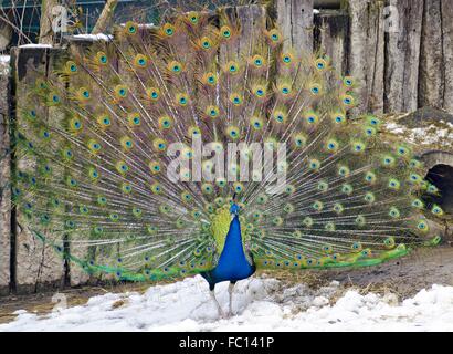 blauen indischen Pfauen den Zug anzeigen Stockfoto