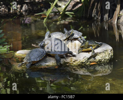 Bauche Slider Schildkröten Stockfoto