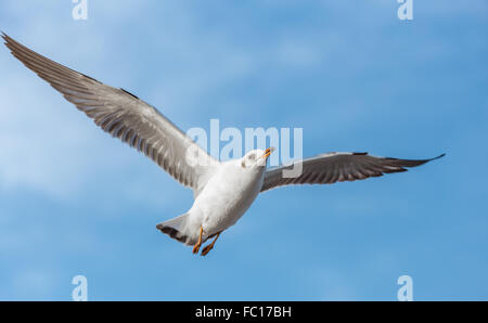 Möwe fliegt in die Luft mit blauem Himmel als Hintergrund Stockfoto