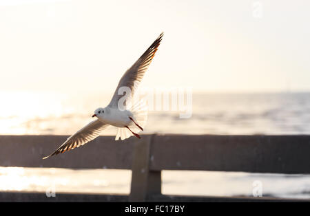 Möwen fliegen über die Brücke in der Nähe von Strand vor Sonnenuntergang Stockfoto