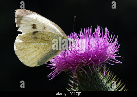 Kohlweißling Schmetterling auf Distel Stockfoto