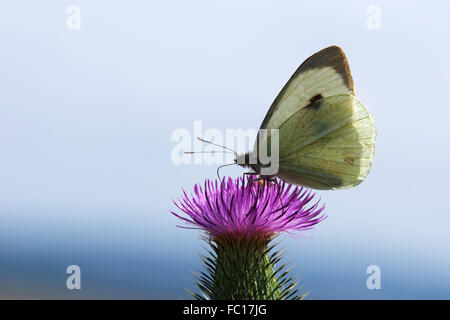 Kohlweißling Schmetterling auf Distel Stockfoto