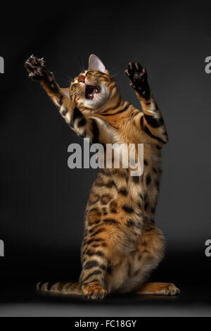 Bengal Katze auf Hinterbeinen stehend und fangen Stockfoto