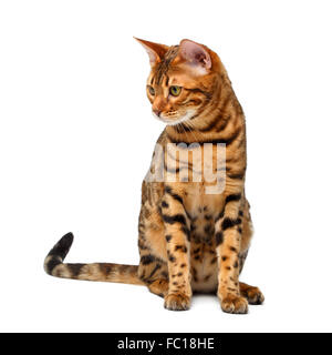 Bengal Katze sitzen und blickte auf weiß Stockfoto