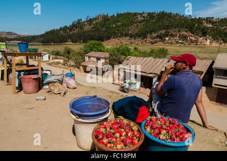 Nationale 7, Ampatofotsy, Erdbeeren Verkäufer am Strassenrand, Madagaskar Stockfoto