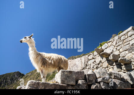 Lama stehen in Machu Picchu Ruinen Stockfoto