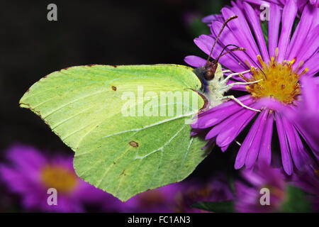 Brimstone Schmetterling auf Blume Aster Stockfoto