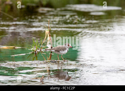 Ein drei-banded Regenpfeifer in einem kleinen äthiopischen Bach Stockfoto