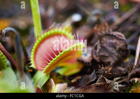 Venusfliegenfalle (Dionaea Muscipula) Stockfoto