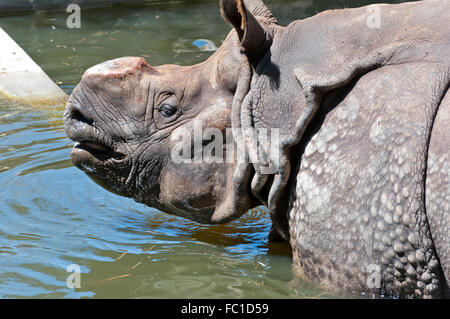 Indische Nashorn (Rhinoceros Unicornis). Es ist eine gefährdete Art fand vor allem in Nordost-Indien und Nepal Stockfoto