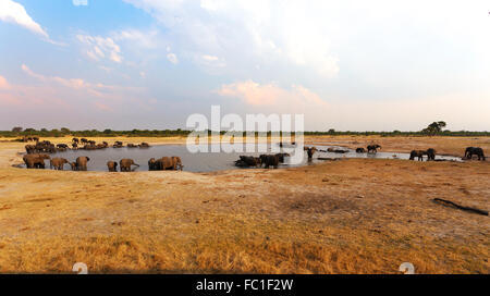 Herde von afrikanischen Elefanten trinken an einem schlammigen Wasserstelle, Hwankee National Park, Botswana. Wahre Tierfotografie Stockfoto