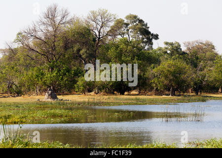 schöne Landschaft in den Sümpfen des Okavango, Moremi Game reserve Landschaft, Okavango Delta, Botswana Stockfoto