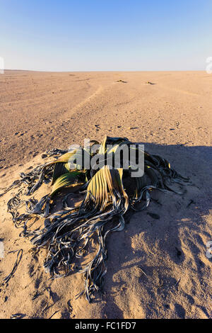 Hervorragendes Beispiel der Welwitschia Mirabilis schätzungsweise mehr als 1500 Jahre alt sein, Wüste Erongo, Namibia, super Anlage, liv Stockfoto