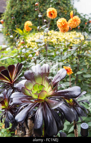 Aeonium Zwarkop im Freien im Herbst Stockfoto