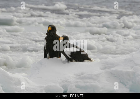 Stellers Seeadler auf Packeis zu koppeln Stockfoto