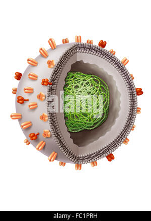 Influenza-Virus, Zeichnung Stockfoto, Bild: 67525869 - Alamy