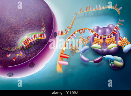 PROTEINSYNTHESE, ZEICHNUNG Stockfoto