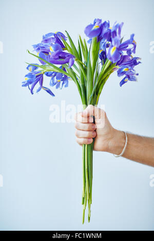 Hand des Jünglings holding Bouquet von blue Iris Stockfoto