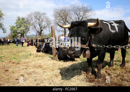 Landwirtschaftsmesse in den französischen Alpen. Die Eringer (Eringer in deutscher Sprache) ist eine Rinderrasse benannt nach Val d'H Rens und Umgebung: Stockfoto