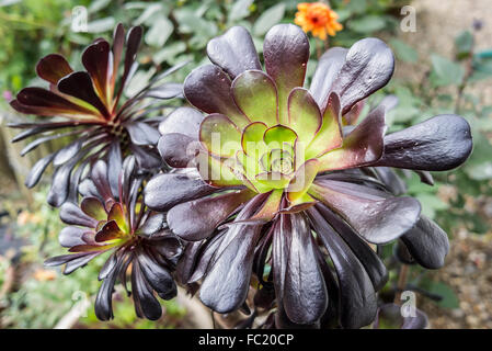 Bronze blätterte Sukkulente Aeonium Zwartkop wachsen im Freien in UK Stockfoto