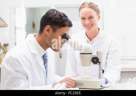 Wissenschaftler beobachten Petrischale mit Mikroskop Stockfoto