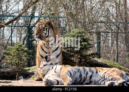 Sibirischer Tiger in einem zoo Stockfoto