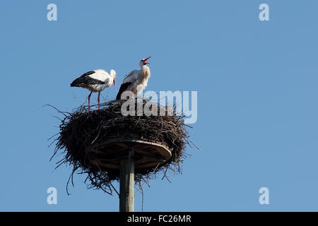 Klappernder Wei├ƒstorch Mit Partnerin Im Nest Stockfoto