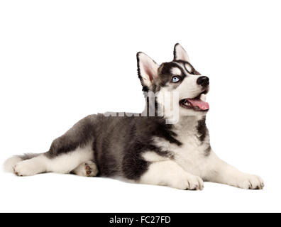 Siberian Husky Welpen auf weiß Stockfoto