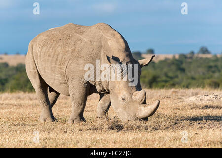 Breitmaulnashorn (Ceratotherium Simum) essen trocken Grass, Ol Pejeta Reserve, Kenia Stockfoto