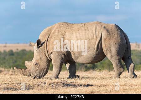 Breitmaulnashorn (Ceratotherium Simum) essen trocken Grass, Ol Pejeta Reserve, Kenia Stockfoto