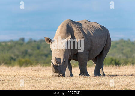 Breitmaulnashorn (Ceratotherium Simum) essen trocken Grass, Ol Pejeta Reserve, Kenia Stockfoto