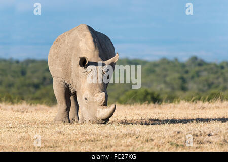 Breitmaulnashorn (Ceratotherium Simum) essen trocken Grass, Ol Pejeta Reserve, Kenia Stockfoto