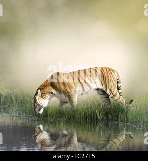 Tiger in der Nähe von Teich Stockfoto