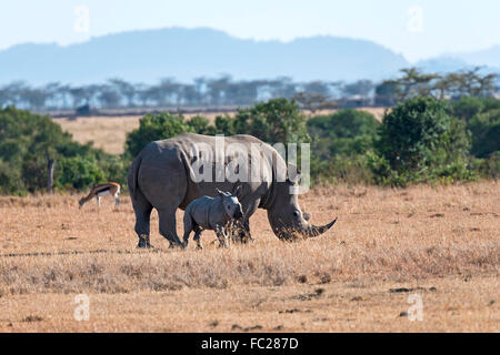 Breitmaulnashorn (Ceratotherium Simum), Fütterung, mit jungen, Ol Pejeta Reserve, Kenia Stockfoto