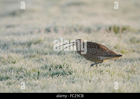 Seltene eurasischen Brachvogel (Numenius Arquata) auf Raureif bedeckt ausgedehnten Wiesen, aufrufen, zeigt Balz. Stockfoto