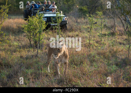 Löwin (Panthera Leo) und Safari Jeep, Sabi Sands Game Reserve, Südafrika Stockfoto