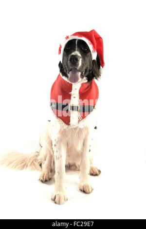 Landseer, Landseer Hund, Neufundland, Welpen, Wasserarbeit, Wasser, Hund, Rasse Landseer, Rasse, Liebe, Frohe Weihnachten, Ball Stockfoto