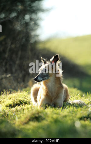 Seidene Wind Sprite, Männlich, Wiese, Deutschland Stockfoto