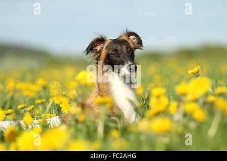 Seidene Wind Sprite, Männlich, liegend im Löwenzahn Wiese, Deutschland Stockfoto