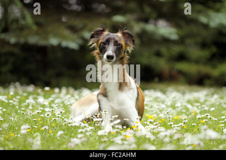 Seidene Wind Sprite, Männlich, auf Wiese mit Gänseblümchen, Deutschland Stockfoto