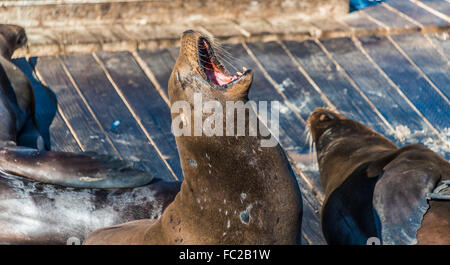 Kalifornien Seelöwen (Zalophus Californianus) am Pier 39, Fishermans Wharf, San Francisco, Kalifornien, USA Stockfoto