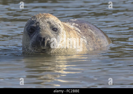 Junge Kegelrobben im Wasser Stockfoto