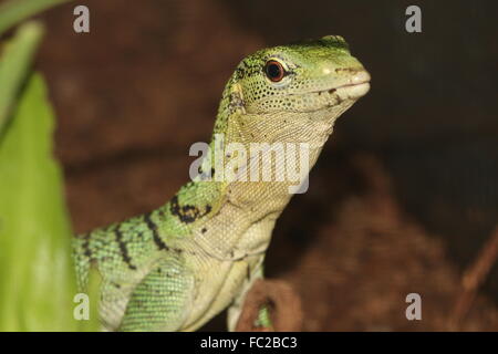 Asian Emerald Baumwaran (Varanus Prasinus), ursprünglich aus Neu-Guinea Stockfoto