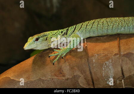 Smaragd Baumwaran (Varanus Prasinus), ursprünglich aus Neu-Guinea Stockfoto